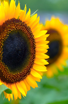 �X�C�[�g�s�[